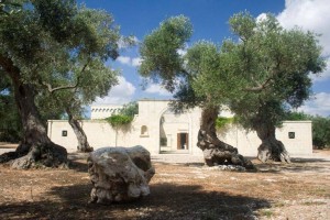 Masseria and ancient olive grove
